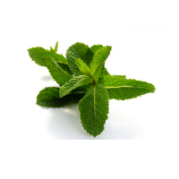 e-Liquid Menthol 10 ml